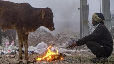 A man and a bovine keep themselves warm on a cold winter morning in Gurugram. (PTI) A man and a bovine keep themselves warm on a cold winter morning in Gurugram. (PTI)