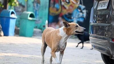 According to MCG officials, 4,524 stray dogs were vaccinated and 3,585 were sterilised between January 1 and July 31, 2025. (Sunil Ghosh / Hindustan Times) According to MCG officials, 4,524 stray dogs were vaccinated and 3,585 were sterilised between January 1 and July 31, 2025. (Sunil Ghosh / Hindustan Times)
