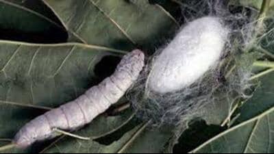 Eri silk, reared on castor leaves, has found quick acceptance. Castor is sown on field bunds or small plots, with silkworms reared on its leaves. (Sourced) Eri silk, reared on castor leaves, has found quick acceptance. Castor is sown on field bunds or small plots, with silkworms reared on its leaves. (Sourced)
