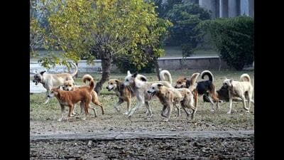 Residents say that moving through the narrow lanes has become a daily challenge because of the fear of stray dogs. (HT Photo) Residents say that moving through the narrow lanes has become a daily challenge because of the fear of stray dogs. (HT Photo)