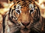 After the capture of tiger, villagers expressed relief, saying they could now move freely without fear. (For representation only)
