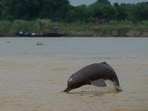 Uttar Pradesh leads with 2,397 dolphins in the previous count (Sourced)