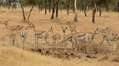 According to officials, around 3,000 hectares of contiguous grassland free from human settlements, villages, and encroachments have been identified in Ambejogai tehsil of Beed district. (REPRESENTATIVE PHOTO) According to officials, around 3,000 hectares of contiguous grassland free from human settlements, villages, and encroachments have been identified in Ambejogai tehsil of Beed district. (REPRESENTATIVE PHOTO)