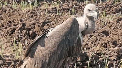 మెదక్లో రాబందు మెదక్లో రాబందు