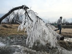 Icicles formed on branches of a tree, during a cold winter morning, at Pahalgam, in Anantnag district on Monday. (Waseem Andrabi /HT)