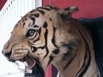A signature Van Ingen tiger’s head mounted on a shield. (WIKIMEDIA COMMONS/ R OXLEY)