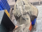 According to forest officials, the action was initiated following information that the accused had circulated videos and openly displayed the protected marine species. (HT)