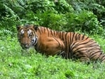Kaziranga Tiger Reserve had 148 Royal Bengal tigers, according to the latest estimation conducted last year. (AFP/Representative) Kaziranga Tiger Reserve had 148 Royal Bengal tigers, according to the latest estimation conducted last year. (AFP/Representative)