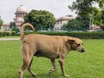 The bench added that oral observations made during court proceedings could not be diluted merely because they were part of an exchange with counsel. (PTI) The bench added that oral observations made during court proceedings could not be diluted merely because they were part of an exchange with counsel. (PTI)