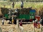 This season sugarcane was sown over one lakh hectares, particularly in Gurdaspur, Jalandhar and Hoshiarpur districts of the state. (HT Photo for representation)