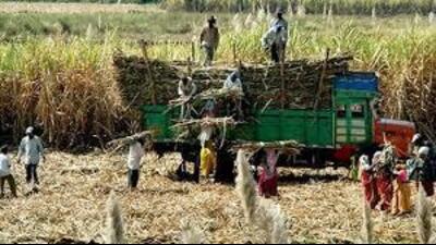 This season sugarcane was sown over one lakh hectares, particularly in Gurdaspur, Jalandhar and Hoshiarpur districts of the state. (HT Photo for representation) This season sugarcane was sown over one lakh hectares, particularly in Gurdaspur, Jalandhar and Hoshiarpur districts of the state. (HT Photo for representation)