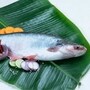 বাঙাল বাড়িতে আসে পাঙ্গাশ মাছ, আপনিও কি খান? জানুন, শরীরে কী হয় এটি খেলে