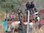 Chandra and Kanai were translocated as per internationally accepted conservation protocols. (Sourced)