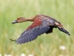 Silhi bird (Sourced)