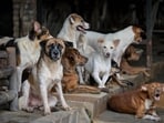 Telangana has seen around 500 dog deaths since January.