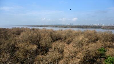 Mumbai, India - Sept. 25, 2020: A view of Mumbais mangrove forests are seen dry due to Pest attack at Airoli in Mumbai, India, on Friday, September 25, 2020. (Photo by Satish Bate/Hindustan Times) (Satish Bate/HT Photo)