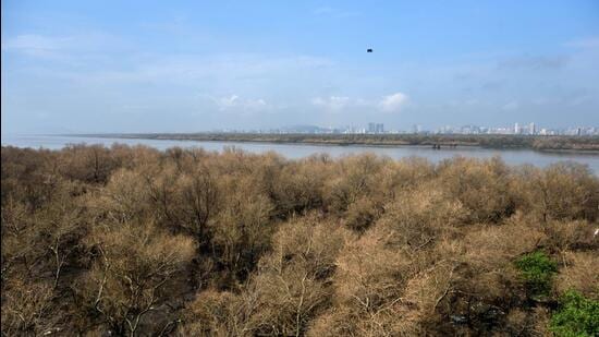 Mumbai, India - Sept. 25, 2020: A view of Mumbais mangrove forests are seen dry due to Pest attack at Airoli in Mumbai, India, on Friday, September 25, 2020. (Photo by Satish Bate/Hindustan Times) (Satish Bate/HT Photo)