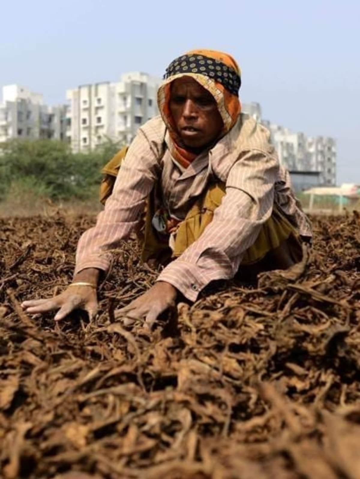 is tobacco farming legal in india and curing | PMI Tobacco tax hike could fuel