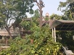 A resident of BRS Nagar has lodged a complaint with Municipal Corporation (MC) officials, alleging illegal axing and excessive pruning of trees in the D-Block park of the locality. The complainant, JBS Singh, said the green cover in the park was being systematically destroyed despite repeated representations to the civic authorities. (HT Photo)