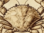 Cancer Horoscope Today: Read our expert astrological predictions to find out what the stars have in store for you.
