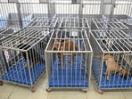 The IO on Thursday informed the court that the eight dogs have been delivered to the applicant, Vishal 