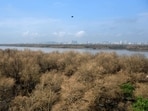 Mumbai, India - Sept. 25, 2020: A view of Mumbais mangrove forests are seen dry due to Pest attack at Airoli in Mumbai, India, on Friday, September 25, 2020. (Photo by Satish Bate/Hindustan Times) (Satish Bate/HT Photo)