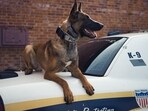 Minneapolis anti-ICE protesters ‘targeting’ K-9s? DHS' post sparks outrage