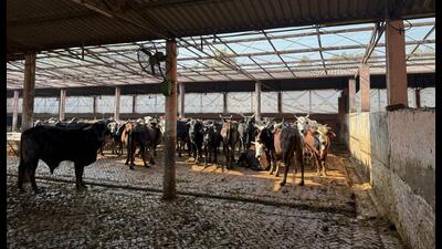 A cowshed at Mansa Devi. (Sant Arora/HT) A cowshed at Mansa Devi. (Sant Arora/HT)