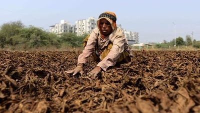 A farmer dries tobacco leaves at a farm on the outskirts of Sanand, near Ahmedabad (AFP) A farmer dries tobacco leaves at a farm on the outskirts of Sanand, near Ahmedabad (AFP)