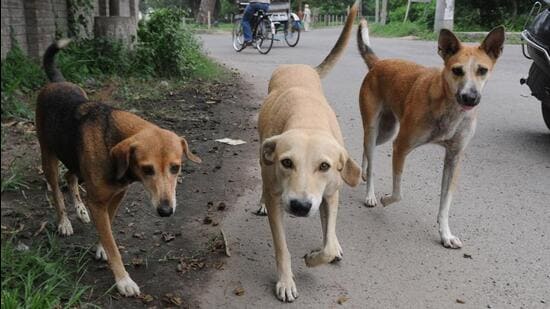 Patiala, India- 16 July 2016:::: Stray dogs in Patiala on Saturday, July 16, 2016. Photo by Bharat Bhushan Hindustan Times