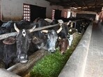 The gaushala in Chandigarh’s Maloya which houses around 478 bovines. (Keshav Singh/ Hindustan Times)