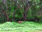 The woods are lovely, dark and deep: Abujhmad (Wikimedia Commons) The woods are lovely, dark and deep: Abujhmad (Wikimedia Commons)
