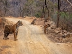 There were once so few tigers at Ranthambore that sightings were rare, and largely restricted to nighttime. Above, an image taken by Kairav Engineer, after the park was revitalised by measures framed by Valmik Thapar and his mentor, conservationist Fateh Singh Rathore. There were once so few tigers at Ranthambore that sightings were rare, and largely restricted to nighttime. Above, an image taken by Kairav Engineer, after the park was revitalised by measures framed by Valmik Thapar and his mentor, conservationist Fateh Singh Rathore.