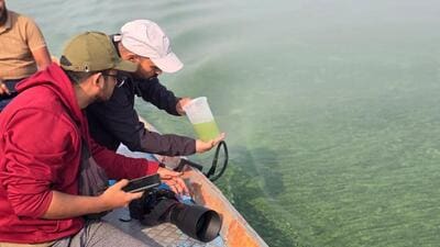 Pollution, invasive species push Ujani Dam towards disaster