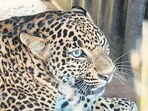 Leopard captured after three days of wandering in Joshiwadi