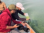 Pollution, invasive species push Ujani Dam towards disaster Pollution, invasive species push Ujani Dam towards disaster