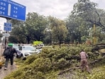 A tree collapse on the Sector 18/21 dividing road in Chandigarh. (Ravi Kumar/HT)