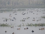 The Nawabganj Bird Sanctuary is currently a house of various migratory birds