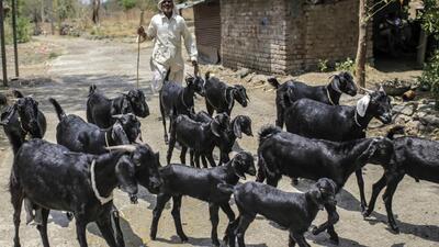 A goat herder walks livestock through the village of Sawantwadi in Beed district, Maharashtra, India, on Sunday, Apr. 14, 2019. A three-year drought has left some farmers with no income to pay back loans, with tragic consequences: Beed reportedly has the state's highest rate of farmer suicides. As many as 12,602 farmers and agricultural laborers in India committed suicide in 2015, according to the last available data before the government stopped releasing figures. Maharashtra, along with neighboring Telangana and Karnataka, accounted for half of the deaths among India's 29 states that year. Photographer: Dhiraj Singh/Bloomberg (Bloomberg)