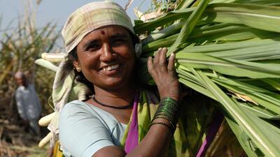 Amreli, Gujarat, India- Asia; Feb. 09, 2008 - Portrait of young happy rural woman carrying harvested sugarcane leaves shoots against plantation background in the fields (Shutterstock) Amreli, Gujarat, India- Asia; Feb. 09, 2008 - Portrait of young happy rural woman carrying harvested sugarcane leaves shoots against plantation background in the fields (Shutterstock)