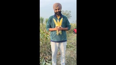 Farmer Sharanveer Singh with hybrid maize seeds harvested under a field trial by Indian Institute of Maize Research (IIMR) in December. (HT Photo) Farmer Sharanveer Singh with hybrid maize seeds harvested under a field trial by Indian Institute of Maize Research (IIMR) in December. (HT Photo)
