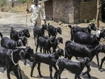 A goat herder walks livestock through the village of Sawantwadi in Beed district, Maharashtra, India, on Sunday, Apr. 14, 2019. A three-year drought has left some farmers with no income to pay back loans, with tragic consequences: Beed reportedly has the state's highest rate of farmer suicides. As many as 12,602 farmers and agricultural laborers in India committed suicide in 2015, according to the last available data before the government stopped releasing figures. Maharashtra, along with neighboring Telangana and Karnataka, accounted for half of the deaths among India's 29 states that year. Photographer: Dhiraj Singh/Bloomberg (Bloomberg)