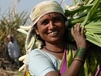 Amreli, Gujarat, India- Asia; Feb. 09, 2008 - Portrait of young happy rural woman carrying harvested sugarcane leaves shoots against plantation background in the fields (Shutterstock)