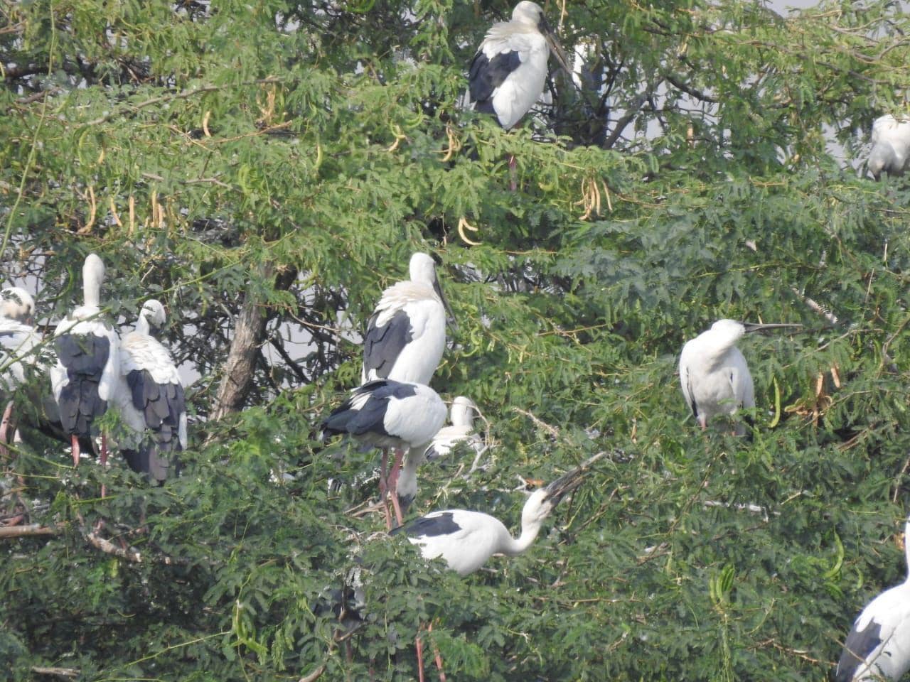 Migratory birds at Nawabganj
