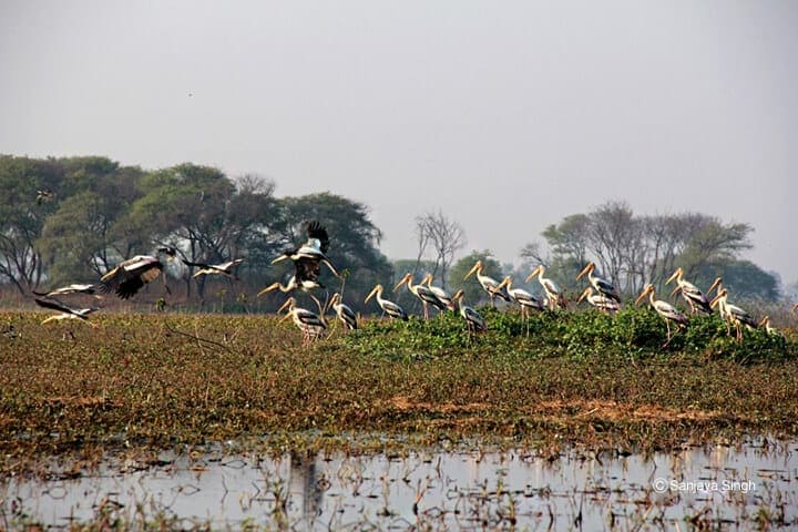 Sandi Bird Sanctuary