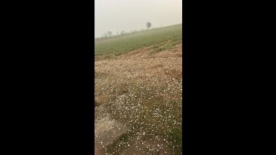 Agricultural officials said that they were getting information about the affected area and will visit them to take stock of the situation. (HT) Agricultural officials said that they were getting information about the affected area and will visit them to take stock of the situation. (HT)