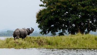 Kaziranga National Park (Wikipedia) Kaziranga National Park (Wikipedia)