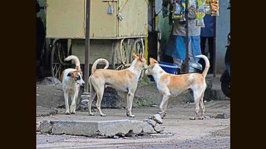 My eyes well up when I remember Chhoti. She wandered into our neighborhood a decade ago, pregnant and vulnerable. She was met with sticks and kicks from neighbours who didn’t want a litter on their doorstep. Through it all, Chhoti responded only with affection and endless patience, her tail wagging even as her ears drooped in fear. (HT File)