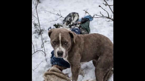 Rescuers believe that the pet stayed with Piyush Kumar, whose body was found first, throughout. They found the dog guarding the body of Kumar. His body was found first and rescuers found the pet near him. Rana’s body was not found at the same location. (HT)