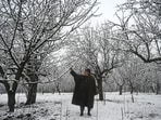 A farmer clears snow from an apple tree in an orchard during snowfall in Srinagar on Tuesday. (Waseem Andrabi /HT)